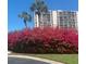 Vibrant bougainvillea bushes in front of building at 240 Windward Psge # 504, Clearwater, FL 33767
