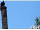 Two black birds perched atop a tall palm tree trunk against a clear blue sky at 940 Virginia St # 107, Dunedin, FL 34698