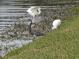 Pond with white and gray herons in the grass at 9543 86Th Ave # 9543, Seminole, FL 33777