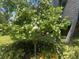 Beautiful garden featuring a blooming gardenia bush at 36750 Us Highway 19 N # 15-310, Palm Harbor, FL 34684
