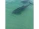 Dolphin swimming in the ocean at 3820 Gulf Blvd # 608, St Pete Beach, FL 33706