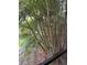 View of lush tropical foliage from patio at 10196 Sailwinds S Blvd # 103, Largo, FL 33773