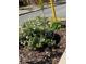 A flower bed with colorful flowers, mulch and yellow post at 1817 20Th S Ave, St Petersburg, FL 33712