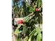 Desert landscaping showcasing a prickly pear cactus with a pink blossom at 1817 20Th S Ave, St Petersburg, FL 33712