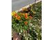 Colorful landscaping featuring a variety of flowers in full bloom at 1817 20Th S Ave, St Petersburg, FL 33712