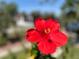 Close-up of a brilliant red hibiscus flower growing in the yard at 1817 20Th S Ave, St Petersburg, FL 33712