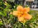 Close-up of an orange hibiscus with a bee, growing in the yard at 1817 20Th S Ave, St Petersburg, FL 33712