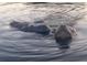 A manatee swims gracefully through clear water in this close-up wildlife shot at 1964 Arvis E Cir, Clearwater, FL 33764