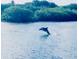 Dolphin jumps and plays in the backyard of this beautiful waterfront home at 1964 Arvis E Cir, Clearwater, FL 33764