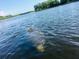 A friendly manatee swims in the backyard of this waterfront listing at 1964 Arvis E Cir, Clearwater, FL 33764