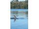 Beautiful water view featuring a dolphin swimming, capturing wildlife in its natural habitat at 1964 Arvis E Cir, Clearwater, FL 33764