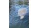 A gentle Manatee swimming, showcasing the unique wildlife and natural beauty of the location at 1964 Arvis E Cir, Clearwater, FL 33764
