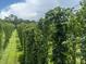 Close-up view of hop plants with ripe hops at 3011 Endsley Rd, Brooksville, FL 34604