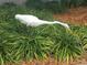 White bird foraging in lush green plants at 2585 Bay Berry Dr # 43D, Clearwater, FL 33763