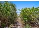 Path through lush greenery leads directly to a secluded beach at 2 4Th Ave, Indian Rocks Beach, FL 33785