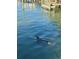 Dolphin swimming in the water near the dock at 5690 Bayview Dr, Seminole, FL 33772