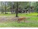 Two deer graze in a park with picnic pavilion at 2436 Lighthouse Dr, Palm Harbor, FL 34685