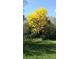 Stunning yellow flowering tree in the backyard at 22531 Eagles Watch Dr, Land O Lakes, FL 34639