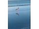 A bird stands in the receding tides on a sunny beach at 100 Bluff View Dr # 405C, Belleair Bluffs, FL 33770