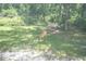 Peaceful backyard featuring mature trees and plenty of privacy in a tranquil landscape at 11933 Pasco Trails Blvd, Spring Hill, FL 34610