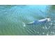 A dolphin swimming in blue-green water at 13753 Judy Ave, Hudson, FL 34667