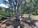 Large, unique tree with sprawling branches at 6009 Sea Ranch Dr # 206, Hudson, FL 34667