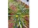 Unique pineapple plants flourish in this garden, adding a touch of tropical charm to the property at 12307 Fieldstone Ln, Hudson, FL 34667