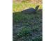 This yard features an interesting turtle-like creature relaxing in the grass at 12307 Fieldstone Ln, Hudson, FL 34667