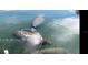 Two manatees in the water near the property at 2044 Montana Ne Ave, St Petersburg, FL 33703