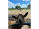 Adorable brown goat with blue eyes on a hobby farm with fenced pastures in the background at 11430 Trotting Down Dr, Odessa, FL 33556