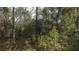 Image of a wooded area with lush vegetation at 15411 Vanessa Ln, Brooksville, FL 34604