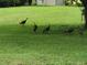 Wild turkeys roam this spacious grassy backyard at 11033 Baywind Ct, Weeki Wachee, FL 34613