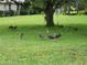 Wild turkeys on a large grassy backyard at 11033 Baywind Ct, Weeki Wachee, FL 34613
