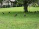Wild turkeys enjoying a large grassy backyard at 11033 Baywind Ct, Weeki Wachee, FL 34613