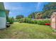 Spacious backyard with lush green lawn, mature trees, and wooden fence at 800 61St N St, St Petersburg, FL 33710