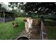 Charming goats and a cow reside in a grassy pasture at 23337 Lake Lindsey Rd, Brooksville, FL 34601