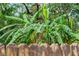 Lush banana trees behind a rustic wooden fence at 14335 Snow Memorial Hwy, Brooksville, FL 34601
