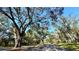 Scenic view of a tree-lined street with mature trees creating a canopy, enhancing the neighborhood's charm at 6206 Soaring Ave, Temple Terrace, FL 33617