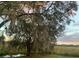 Majestic live oak tree with Spanish moss and tranquil pond at 8700 Ross Ln, New Port Richey, FL 34654