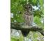 Barred owl perched on a tree branch in the woods at 4902 Leyte Ct, New Port Richey, FL 34655