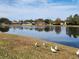 Calm lake view with waterfront homes and birds at 9163 Lingrove Rd, Weeki Wachee, FL 34613