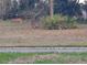 Two deer peacefully grazing in a grassy area at 11732 Carissa Ln # B, New Port Richey, FL 34654