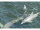 Two dolphins swimming in the local waters at 6801 Nowiki Ave, Hudson, FL 34667