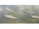 A pod of manatees swim together in the local waters at 6801 Nowiki Ave, Hudson, FL 34667