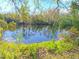 Peaceful image of a pond surrounded by trees and greenery at 7104 Hummingbird Ln, New Port Richey, FL 34655