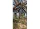 Exterior of an old outbuilding with peeling paint and plants growing up its sides at 11617 Duda Rd, Hudson, FL 34667