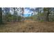 View of undeveloped, partially wooded lot showcasing the natural landscape, trees, and vegetation at 17932 Wendy Sue Ave, Hudson, FL 34667