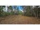 Expansive lot ready for building, featuring tall trees and natural landscaping at 17932 Wendy Sue Ave, Hudson, FL 34667