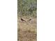 A pair of wild turkeys stroll across the property, surrounded by dry grasses and natural foliage at 17932 Wendy Sue Ave, Hudson, FL 34667