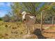 Pasture with a fenced-in cow. Great for any type of agricultural enthusiast at 6413 Emerson Rd, Brooksville, FL 34601